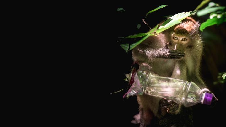 Monkey with plastic bottle