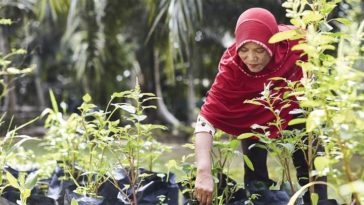 Palm oil banner