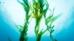 Sea weed picture