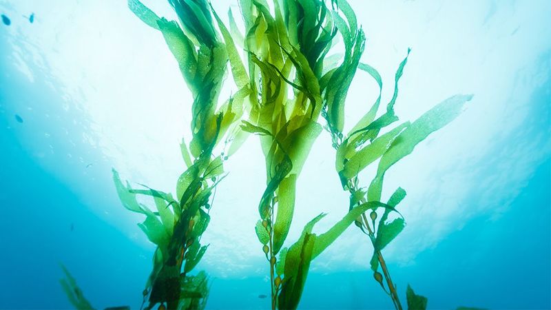Sea weed picture