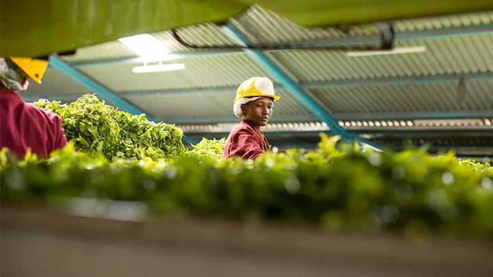 Woman processing tea.