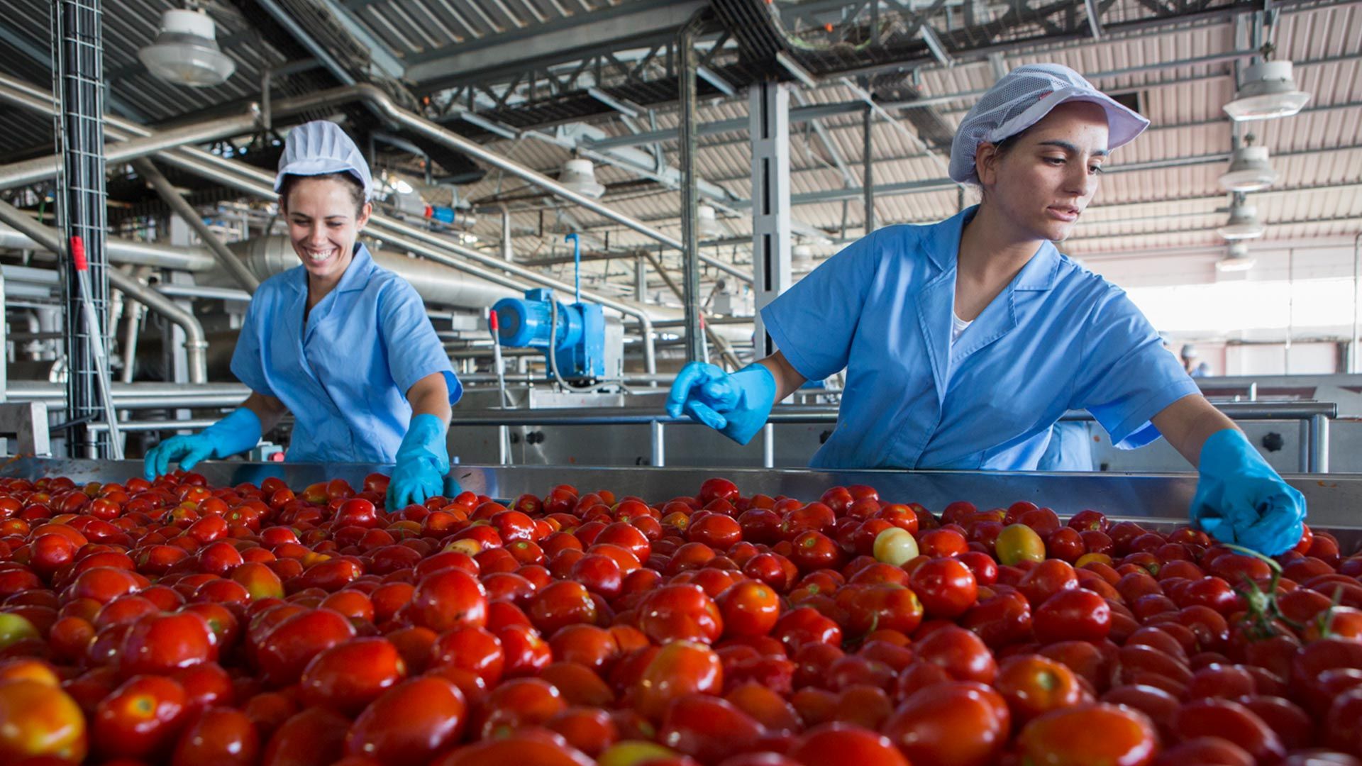 Two women in work overalls sort tomatoes on a factory production line