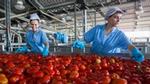 Two workers sorting tomatoes in a factory
