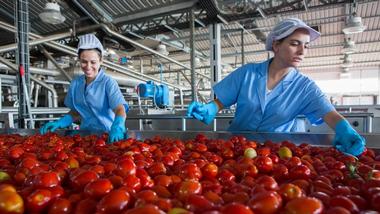 Two women in work overalls sort tomatoes on a factory production line