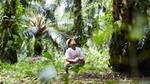 Palm oil farmer working in a plantation