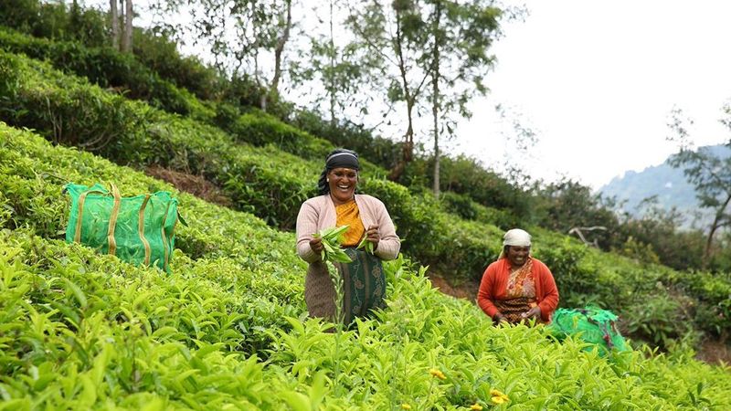 Women picking tea at plantation