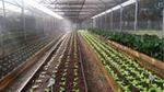Lettuces grown in our Pouso Alegre greenhouses are fertilised with the factory’s plant waste