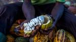 Côte d’Ivoire smallholder cocoa farmer breaking up harvested cocoa pods to extract the beans.