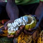 Côte d’Ivoire smallholder cocoa farmer breaking up harvested cocoa pods to extract the beans.