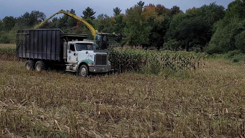 Image of feed crops being harvested
