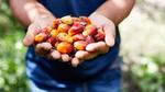 Farmer holding a handful of palm oil kernels