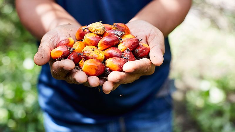 Farmer holding a handful of palm oil kernels