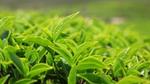 The tips of fresh green tea leaves growing in a tea field