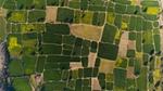 Arial image of green and brown fields of varying sizes next to each other.