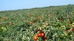 Tomatoes growing in a field