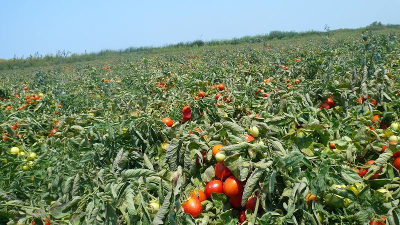 Tomatoes growing in a field