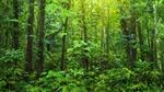 Tropical rainforest vegetation