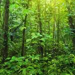 Trees and foliage in a tropical rainforest. Unilever has committed to achieving a deforestation-free supply chain by 2023.