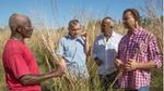 Three men talking in a field of tall yellow crops