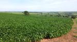 Soy bean field in Brazil
