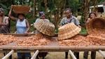Group of farmers with baskets and spreading cocoa beans on a wooden surface for drying under the sun