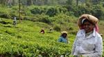 Women tea pickers pluck tea from a hillside estate