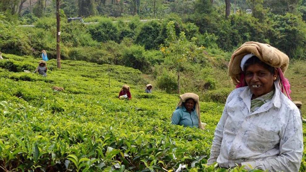 Women tea pickers pluck tea from a hillside estate