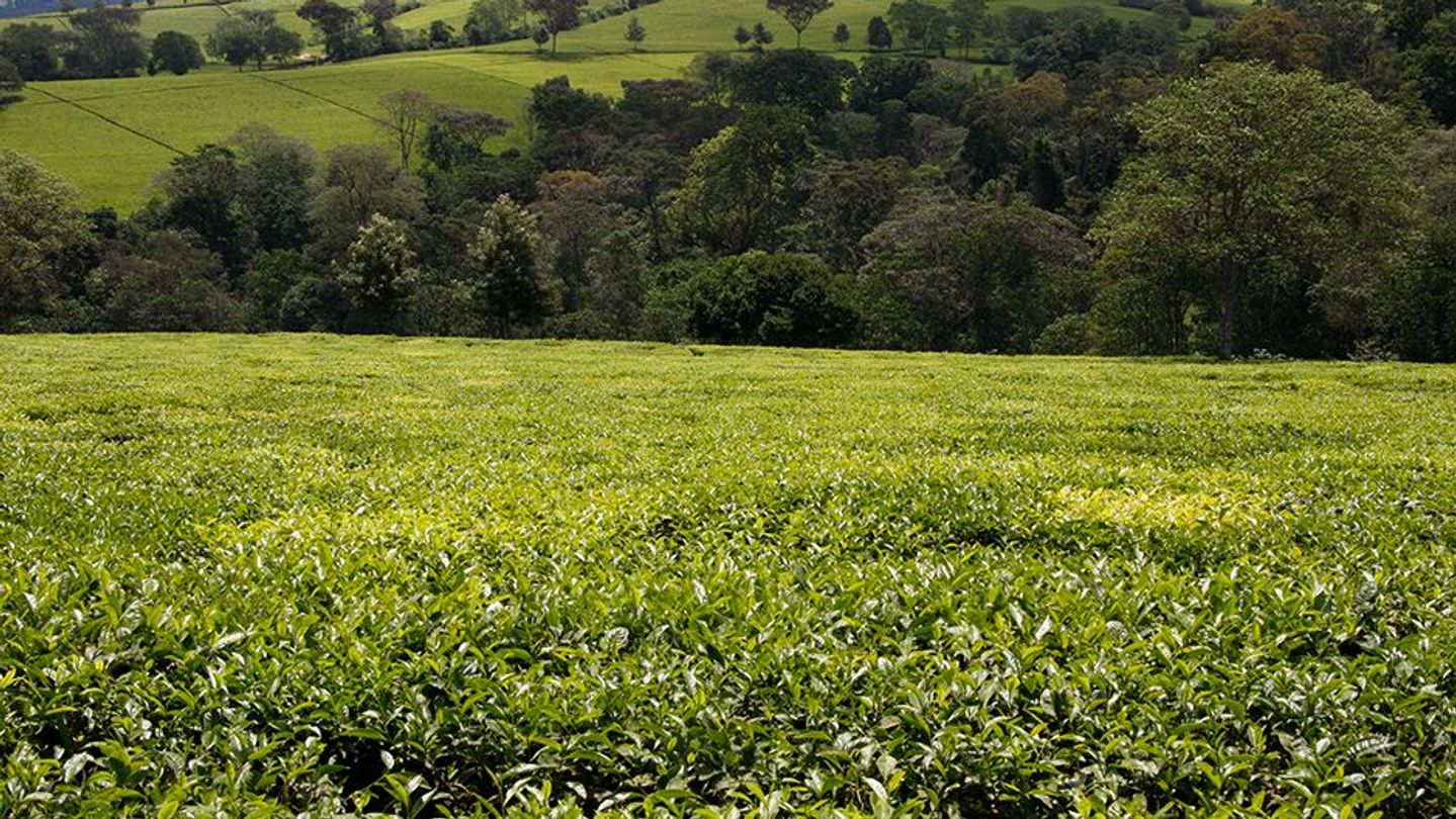 CNE Sustainable Tea Farming