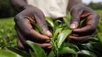 Tea Ethical partnership