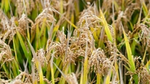 Piante di riso delle risaie pavesi di agricoltura rigenerativa.