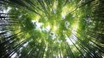 Bamboo Evergreen Flowering Giant Grass Green Long trees Plants Woods