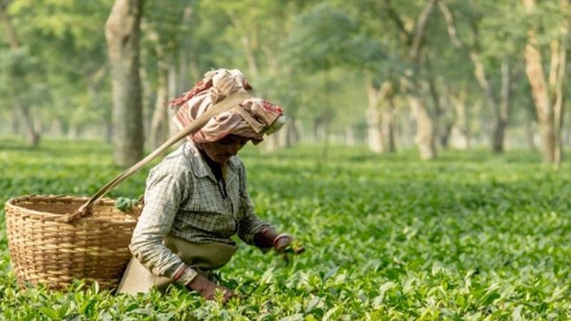 Image of a lady tea farmer 