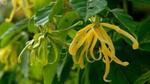 A close-up of a bright yellow ylang-ylang flower with many, long, thin drooping petals