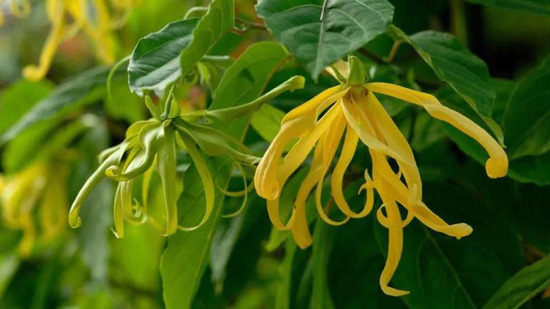 A close-up of a bright yellow ylang-ylang flower with many, long, thin drooping petals