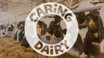 Cows eating hay in a barn. In the middle of the image is the slogan ‘Caring Dairy.’