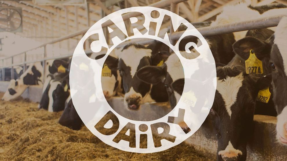 Cows eating hay in a barn. In the middle of the image is the slogan ‘Caring Dairy.’
