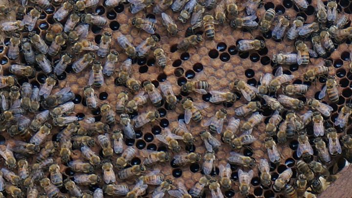 Close up of bees in a hive