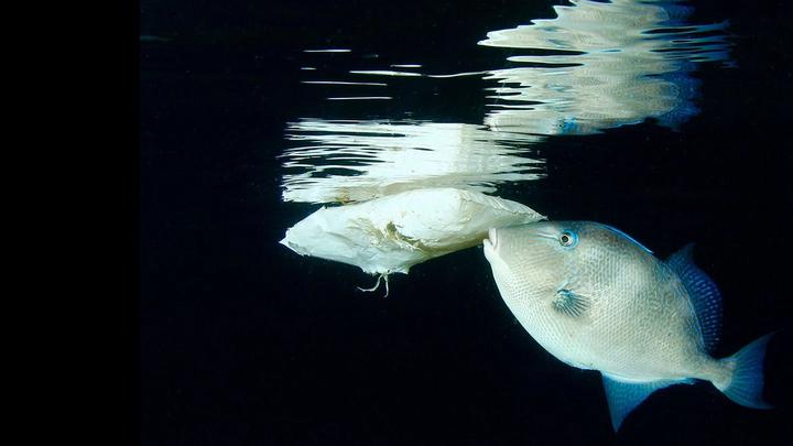 Fish eating plastic