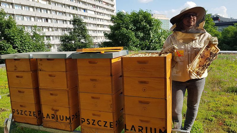 Poland Beekeeping