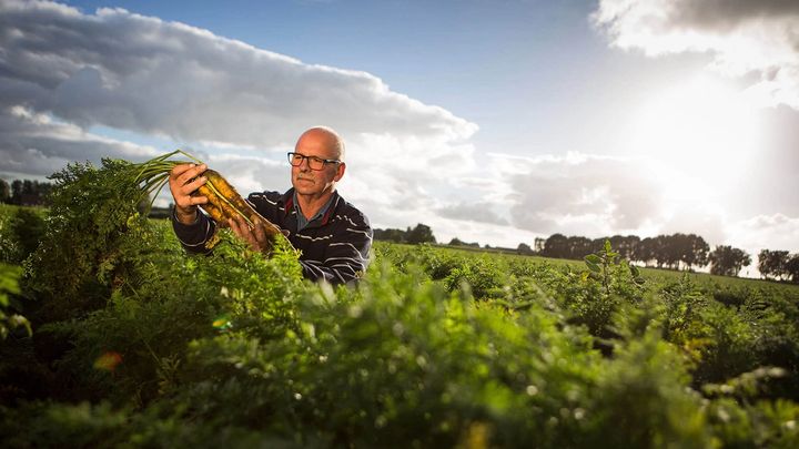 A man out in a field inspecting crops