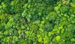 An aerial view of the rainforest featuring lush green trees