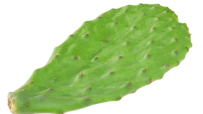 Image of an cacti
