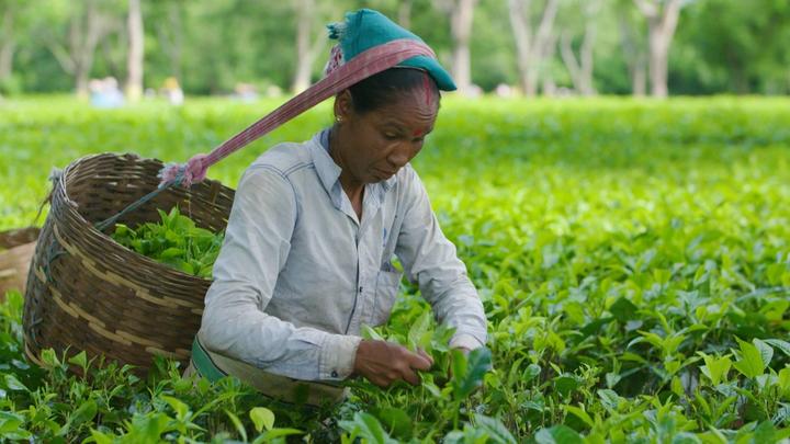 Woman Tea Plucker