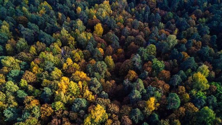 Aerial view of a forest
