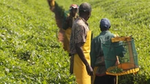 Image of workers in tea field