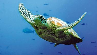 Turtle swimming in the deep sea