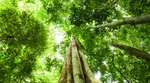 Green trees tower upwards in a tropical rainforest, Malaysia
