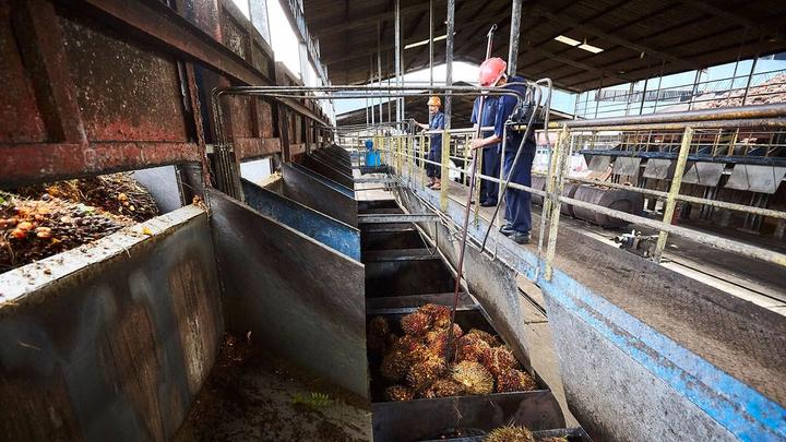 Unilever takes radical step on palm oil supply chain transparency