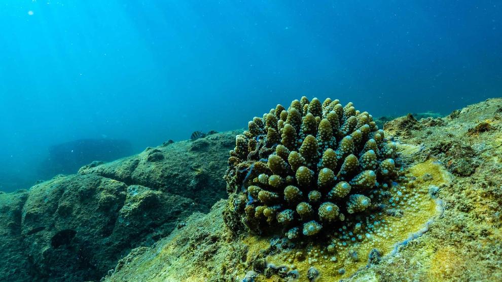 Image of coral reef
