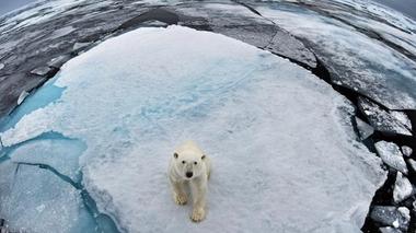 Polar bear looking up at camera, sitting on a single piece of frosty white ice